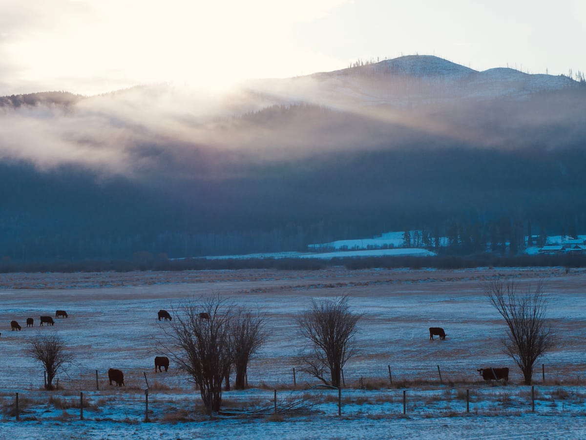 Chapter V Astro-nutrition series: Capricorn Season & the Wintering-Self ~ Into the house of Crone & Bone ❆ (recipe enclosed)