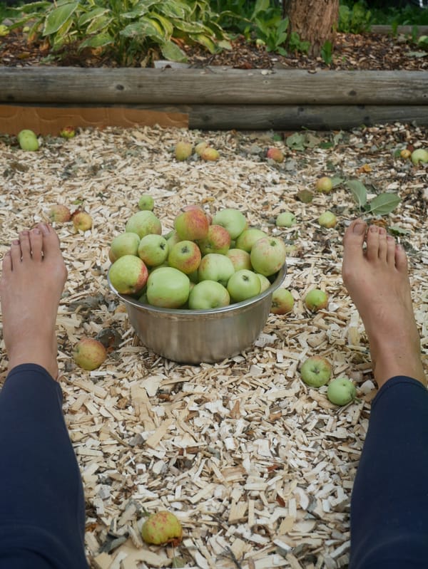 A September note: In the fruit that falls༄